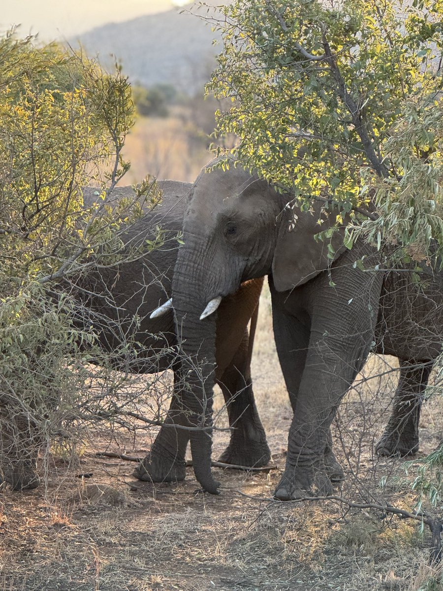 PiggottTrips's tweet photo. Incredible afternoon/evening safari. The whole group feel so privileged to have had such surreal sights like rhinos fighting metres from our trucks! Huge thank your to @SilverblueTours for the best end to the trip!!
“1million/10, a life changing day” - Ella W https://t.co/jYtiDq1LLy