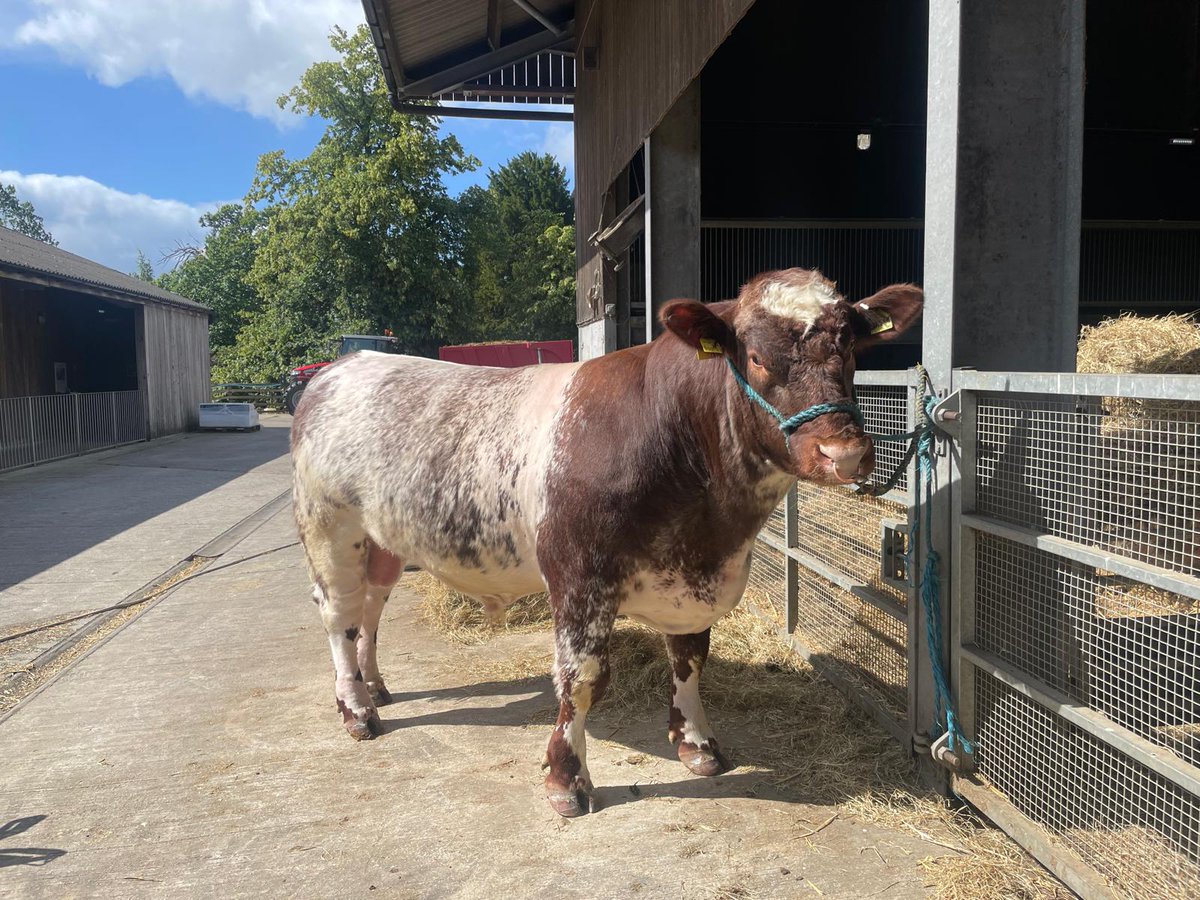 CannonHallFarm's tweet photo. Our bulls certainly are magnificent! 🐂
Tune in LIVE on Facebook 7.30am tomorrow as Farmer Rob checks in with our bulls Sultan and Murphy, plus all the other farm favourites.
Mark as 'going' to be notified: https://t.co/3f5MPytRoE https://t.co/76J0LJUiLW