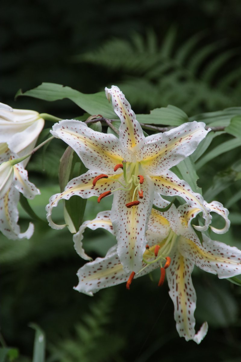 gontanokoneroku's tweet photo. Golden-rayed lily 😁

#LiliumAuratum #GoldenRayedLily #GoldbandLily https://t.co/wirqZXK28g