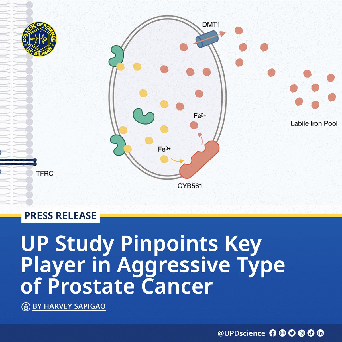 UPDscience's tweet photo. Scientists of the UPD-CS National Institute of Molecular Biology and Biotechnology identified and described a protein that contributes to the progression of prostate cancer into NEPC, elucidating the molecular basis of the disease and paving the way for identifying treatments. https://t.co/IhqlFOinse