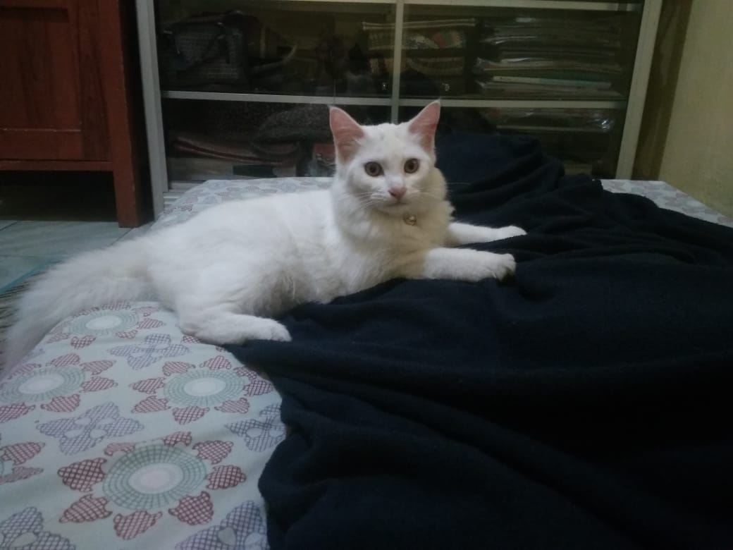 amethyrasu's tweet photo. @kochengfs Dry food: cat choize 
Wet food: lifecat
Raw food: ayam rebus https://t.co/oW3dXJzZDc