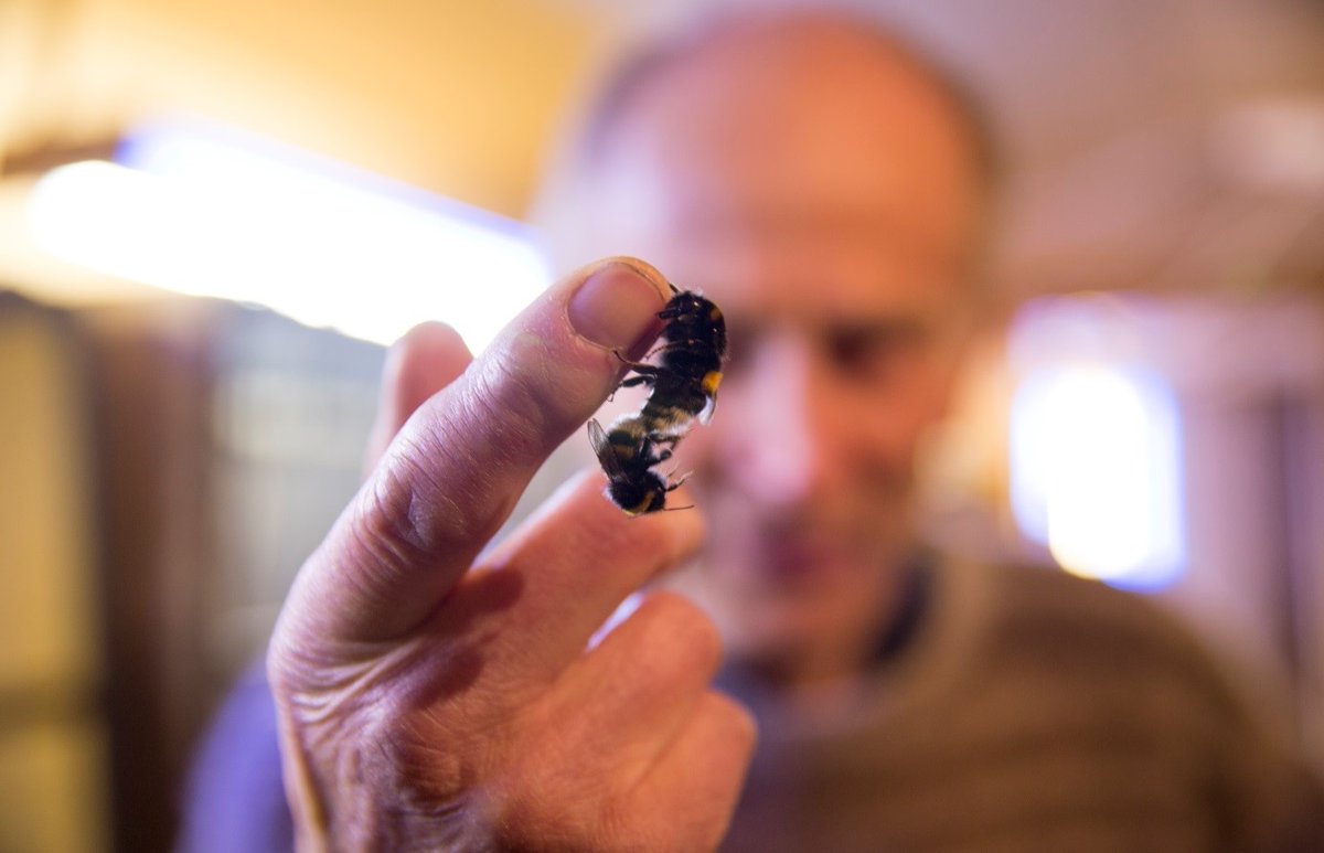 Commercial #bumblebee breeding? 

Norway was early in starting to produce bumblebees for use in tomato cultivation in commercial greenhouses. This niche is relatively complicated and therefore requires good knowledge and precise work.

Learn more👉agriculturalmuseums.org/2021/02/22/com…