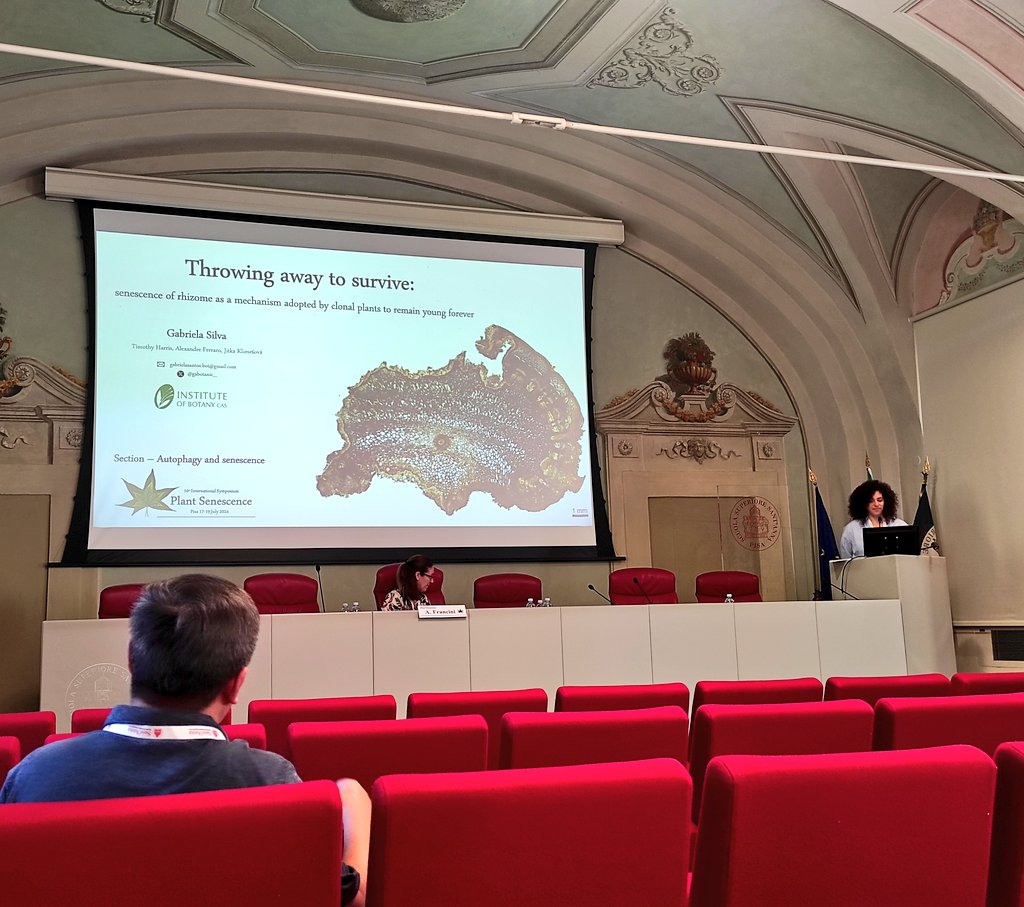 gabotanic_'s tweet photo. It was a great opportunity to talk about the results we're starting to get about the #anatomy of rhizomes senescence. @ExFuMo1 

#plantsenescence2024 https://t.co/kmjsHkForQ