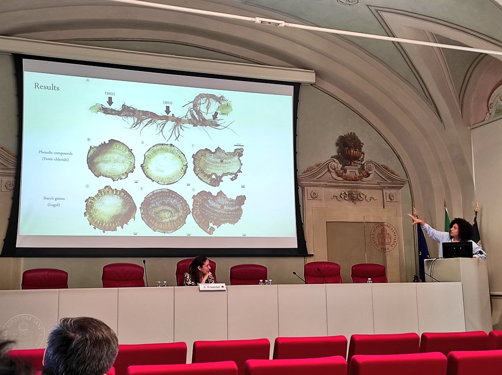 gabotanic_'s tweet photo. It was a great opportunity to talk about the results we're starting to get about the #anatomy of rhizomes senescence. @ExFuMo1 

#plantsenescence2024 https://t.co/kmjsHkForQ