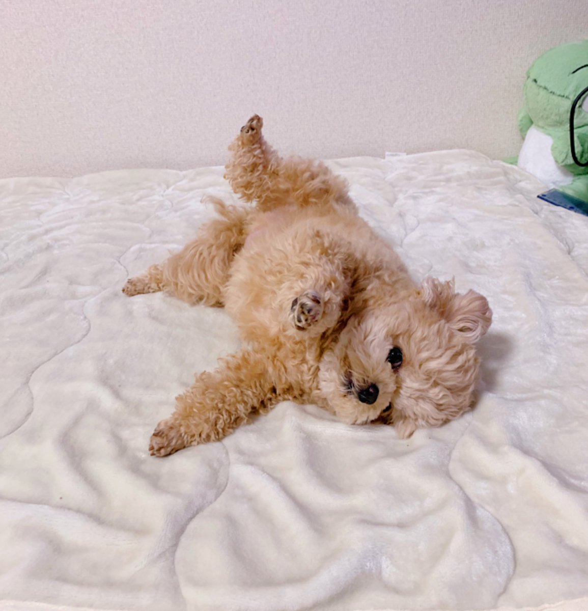 いつからその返事の仕方になったの🧸ʕ•ﻌ•ʔฅハーイ

#ポメプー