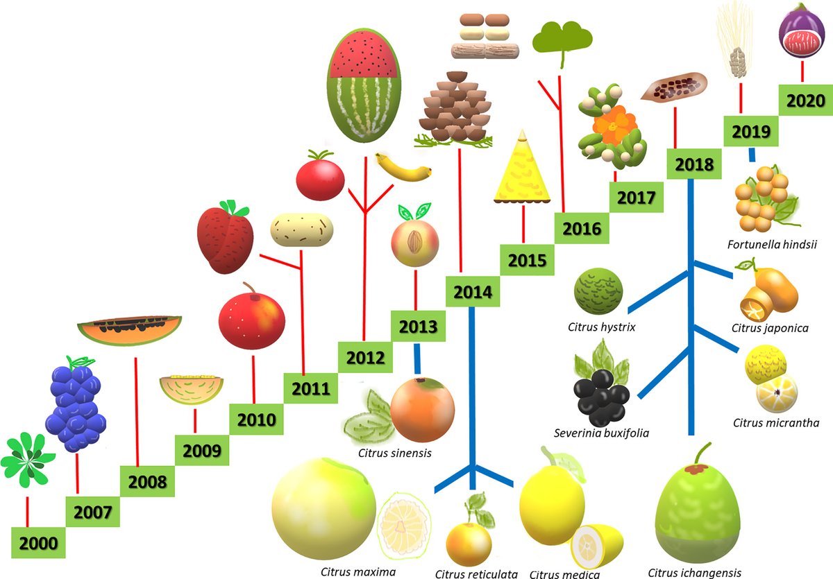 simonmaechling's tweet image. Plant genomes sequenced from 2000 to 2020.

Techniques including the use of molecular markers, genome mapping, sequencing, and in vitro culture have been applied to breeding, for the improvement of novel varieties.

frontiersin.org/journals/plant…