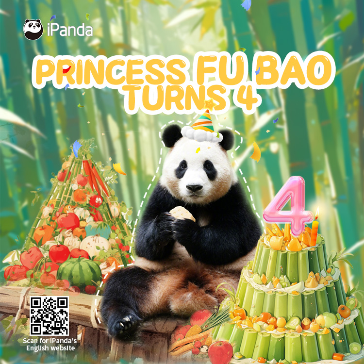 ipandacom's tweet photo. Giant panda Fu Bao turns 4 today. Happy birthday, our princess! May you grow up happily and healthily.  

#PandaPic #CCRCGP #FriendshipMessenger #fubao #panda #푸바오

For more panda information, please check out: https://t.co/hXNeewwBNN https://t.co/xlaOq7ueqO