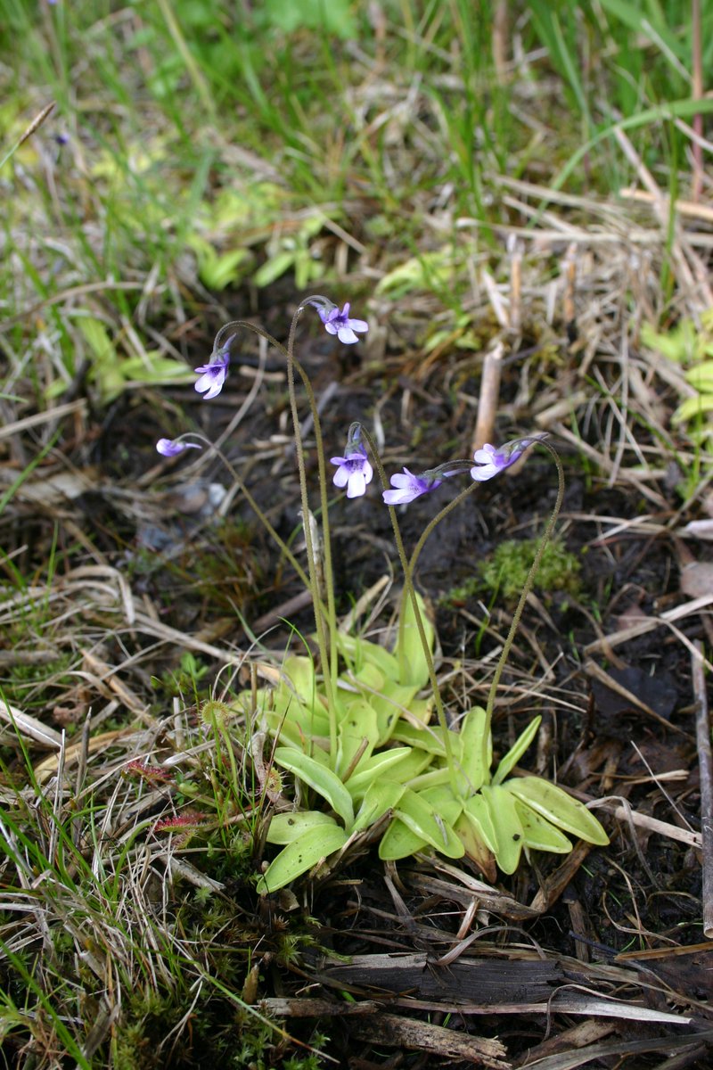 Na Shnilých loukách v CHKO Kokořínsko-Máchův kraj jsme napočítali sedm stovek endemických masožravých tučnic českých. Jinde na světě nerostou, aby jim dařilo, louky kosíme a vyřezáváme nálety. Pro místní hmyz je ovšem 700 masožravek možná špatná zpráva.