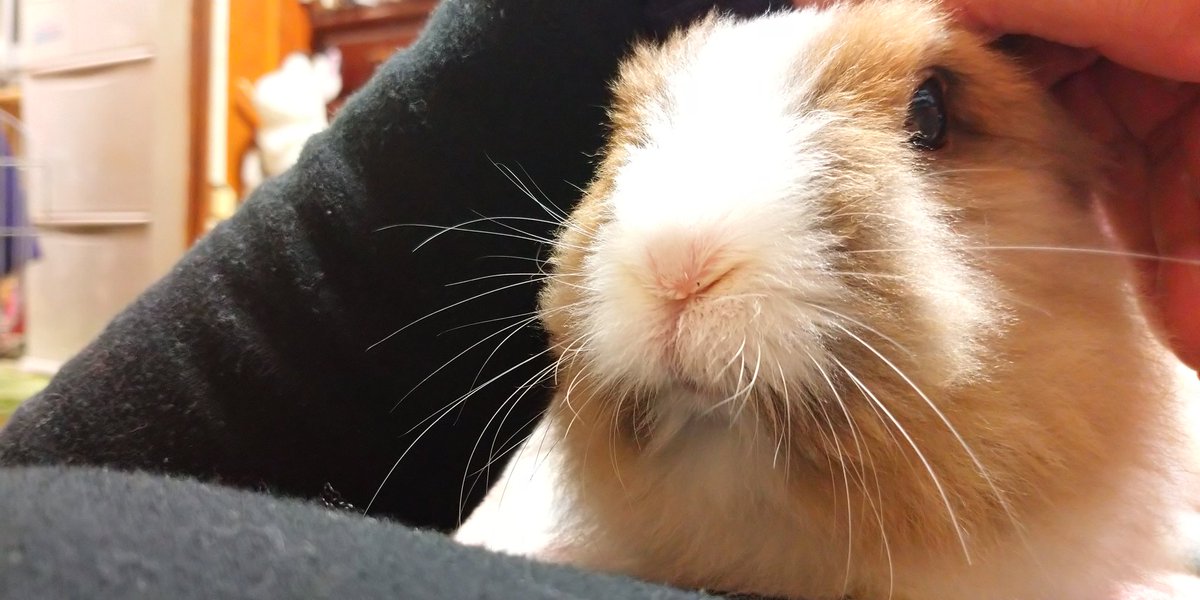 musaskss's tweet photo. まるちゃんがいなくなってもう一ヶ月かってのと、まだ一ヶ月かってのと
寂しいけど、ほどよく紛らわせてやってます

これは甘えてるように見せかけて、人のこと土台くらいにしか思ってないまるちゃん😎 https://t.co/PDgzmRy77K