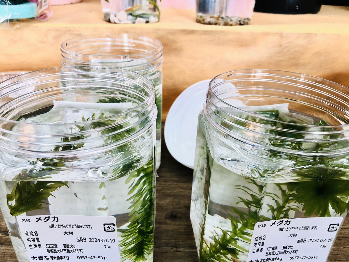 kenta_4855's tweet photo. 販売開始致しました！！

餌付きで
掃除屋エビも入ってます！

立ち寄った際、
是非見てみてください！
応援よろしくお願い致します。 https://t.co/QllIaadMVK