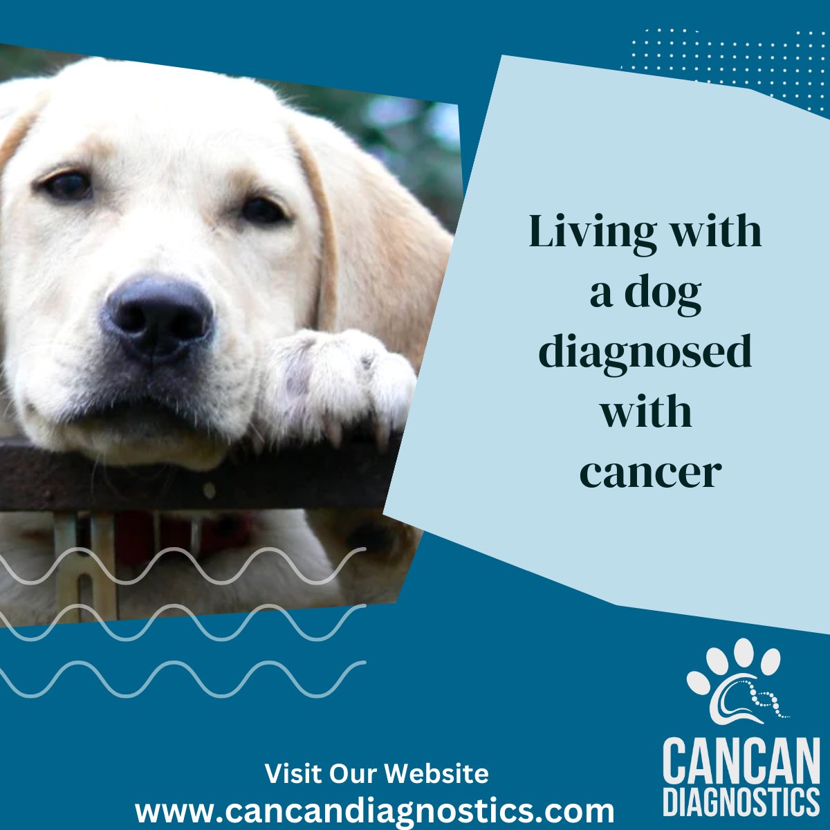 CanCan Diagnostics Ltd tweet media