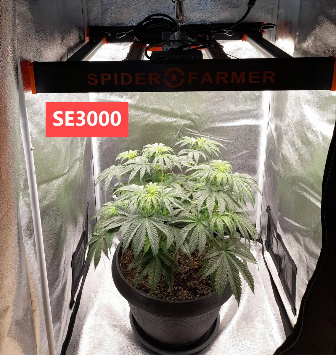 spiderfarmerled's tweet photo. Let's see how well the Spider Farmer SE series led grow light performs in growing cannabis
The SE series uses Samsung LM301B diodes with high efficiency of up to 2.9 µmol/J and a long lifespan.
https://t.co/xVlwoBd3N5
#SpiderFarmer #SEseries #ledgrowlight https://t.co/aMRh7TpkW0