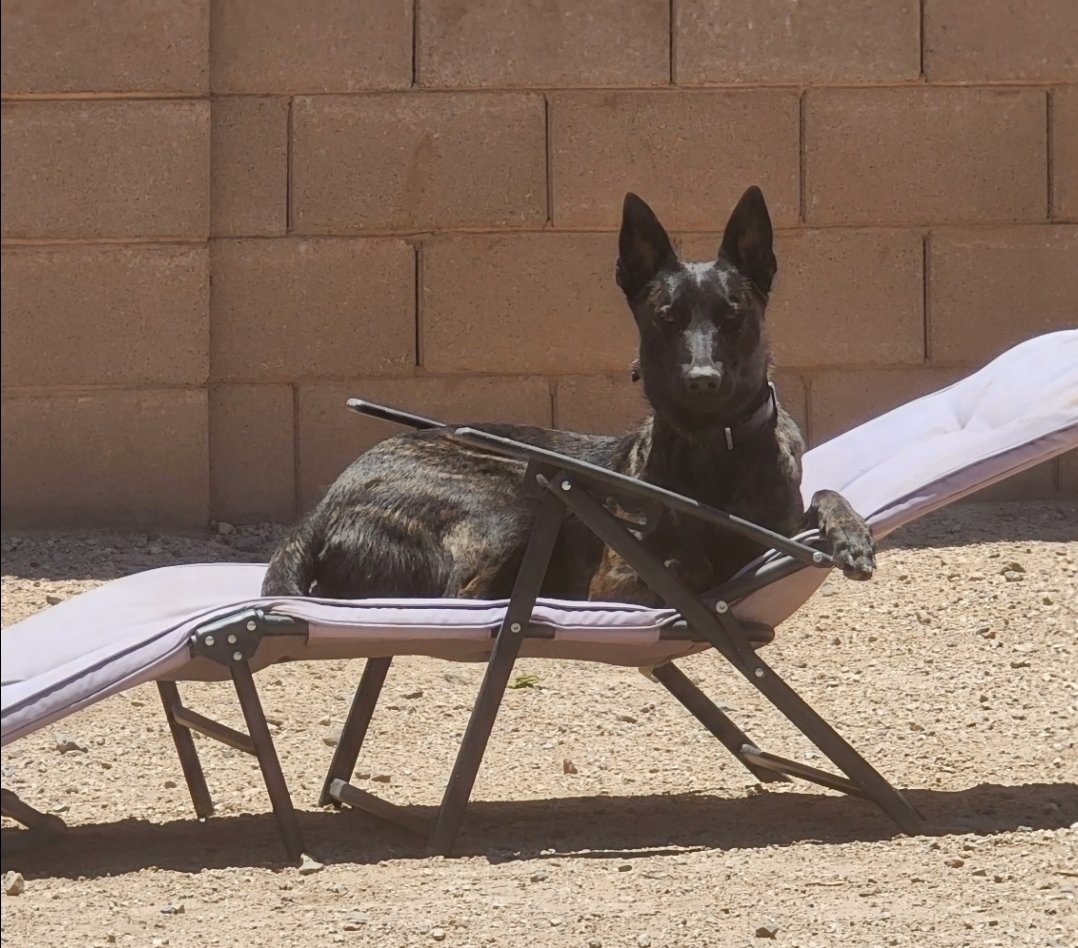 FarrahFoxx_'s tweet image. Calling all K9 Handlers to remind @Conover17L why K9 Officers matter! Tell her 1.5 years is NOT enough time in jail for murdering a K9 partner! And tag a pic of your K9 partner if you have one  #k9handler #k9 #k9officer #Police #officerdown #policek9