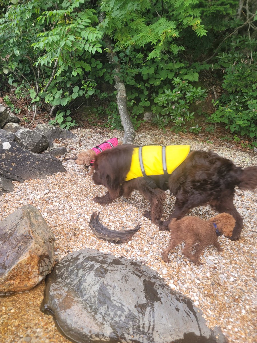 Crystal HasMara Dogs tweet media