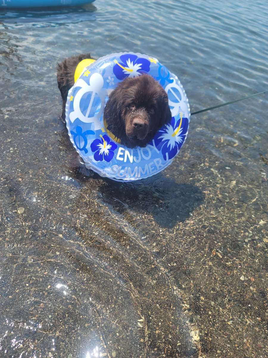 Crystal HasMara Dogs tweet media