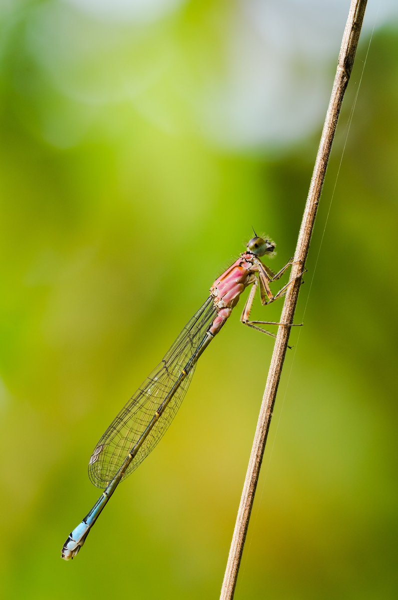 AHMED_ART_8601's tweet photo. #تصويري 
#photographie #macro  #sony #SonyAlpha https://t.co/E0dar4LP0p