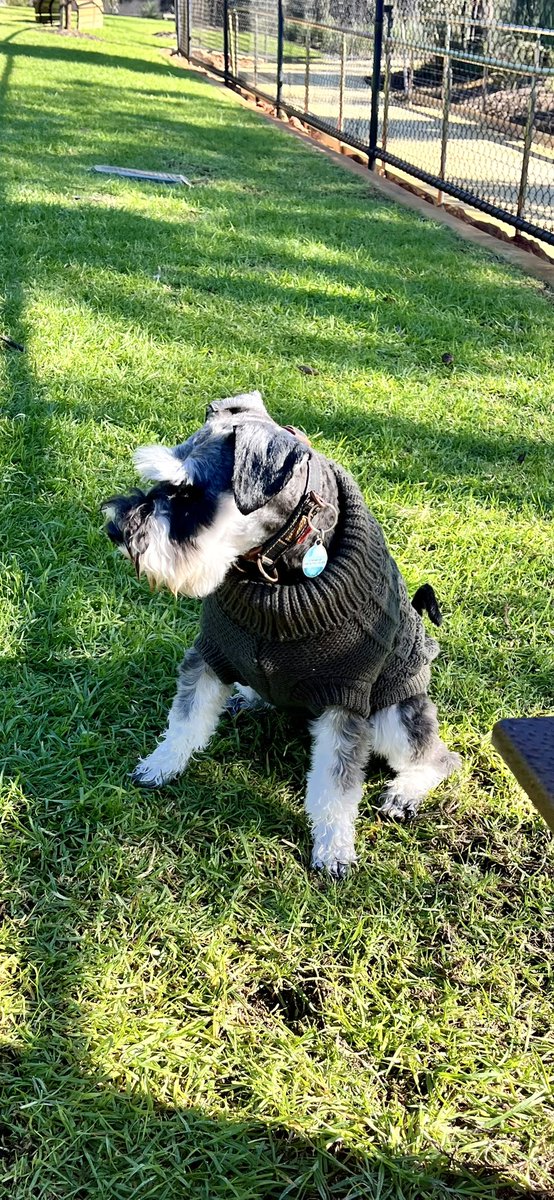Gabikate's tweet photo. @torrancesam totally agree re mini schnauzers. Best. Dogs. Ever. Pictured is our very own Eggs Benedict. Loving your commentary of the Open here in Oz. https://t.co/uoggXBHQuO
