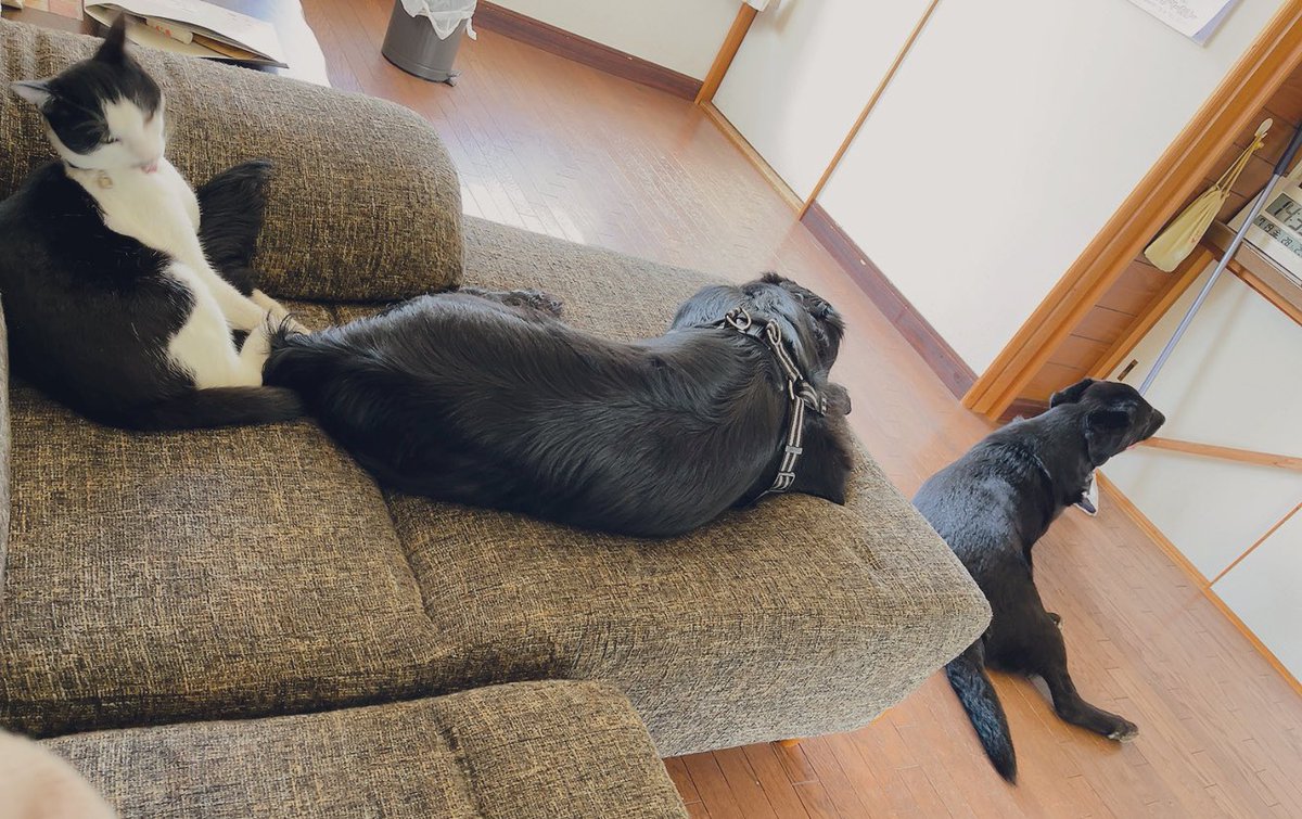 runntannw11's tweet photo. get along well(仲良し)

ベー👅ってしてるのはだぁれ?(🐈🐾)

#犬猫大集合  
#多頭飼い 
#猫のいる暮らし  #犬のいる暮らし
#ラブラドールレトリバー  
#フラットコーテッドレトリバー 
#保護猫
#愛犬 #愛猫 https://t.co/AbE49opFGw