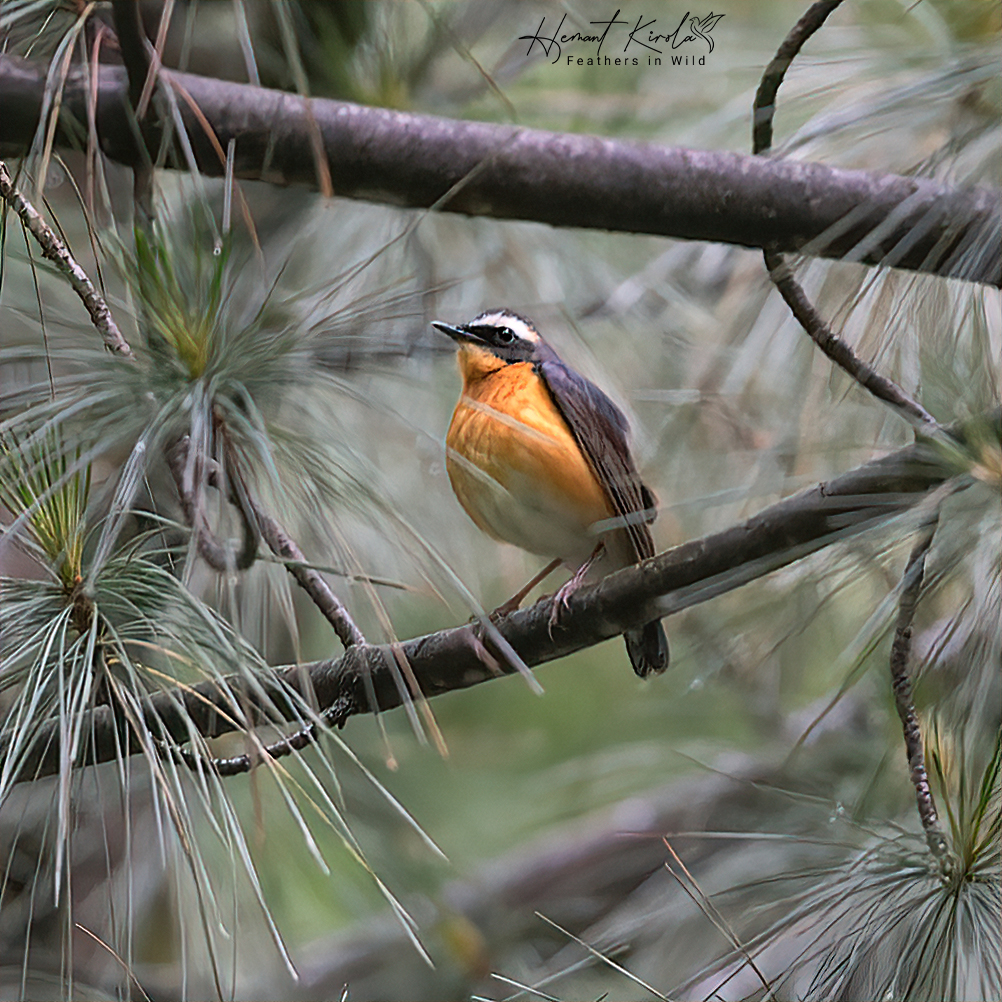 kirola_hemant's tweet photo. How about sharing any 'Male Bird' species from your gallery?
Indian Blue Robin
#IndiAves #ThePhotoHour #MaleBirds https://t.co/zeLWQevj9j