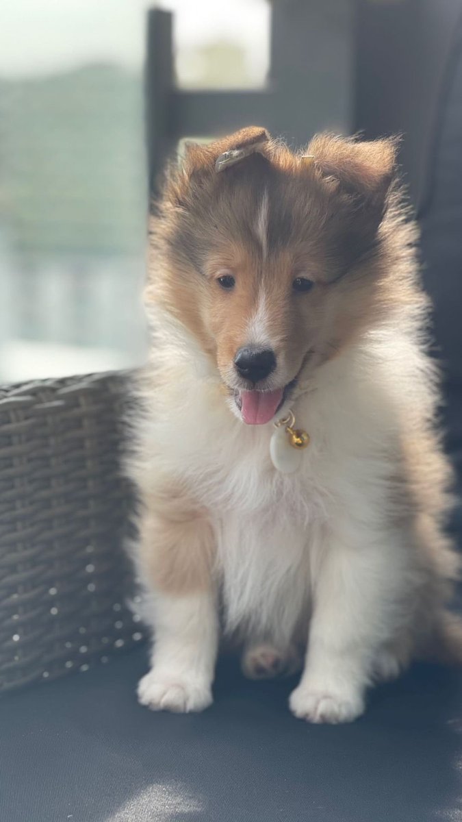mtwinsome's tweet photo. My pretty precious boy. Glad I've seen how he grew up pretty naughty and very adorable. Run free my love. May u continue ur naughtyness up there with new friends Ben. I love you so much my boy🤍🐾🕊️

#bentleycartierO https://t.co/3wANJKgwq3