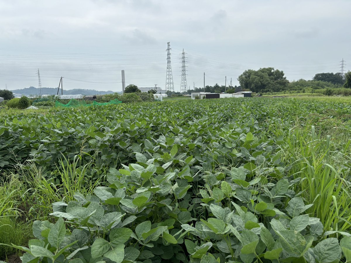 fmizumi's tweet photo. I-Navi のリポートは、田代農園から

今年度から枝豆の個人ブランド化をスタート。その名も、「泉翠玉」。泉ケ岳の麓にあるエメラルドをイメージ。甘みとコクが強い枝豆。

一度食べたら忘れられない、まさに、初恋の枝豆

気になる方は花京院市場へ！

#fmいずみ
#田代農園
#枝豆
#泉翠玉
#花京院市場 https://t.co/7KLLCtBWUX