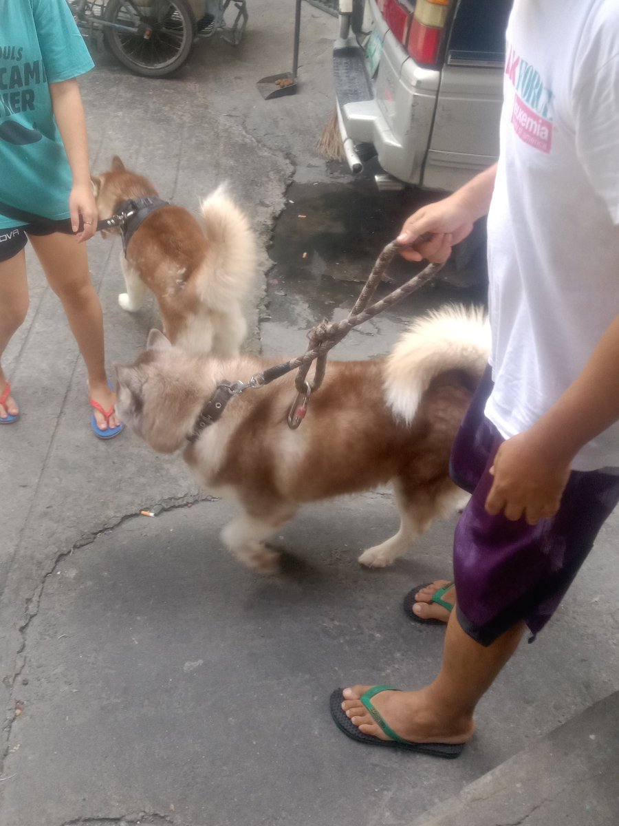 softysb's tweet image. may nakawalang husky tas samin binabalik 😭😭😭😭 buti dumating yung may-ari jahahahahahahh

ang baby pa inaaway ni siri 🥺🫳