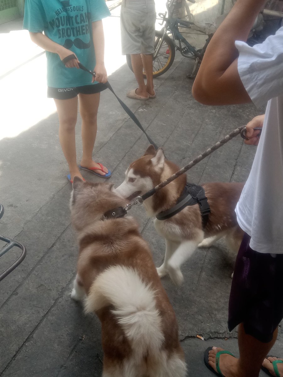softysb's tweet image. may nakawalang husky tas samin binabalik 😭😭😭😭 buti dumating yung may-ari jahahahahahahh

ang baby pa inaaway ni siri 🥺🫳