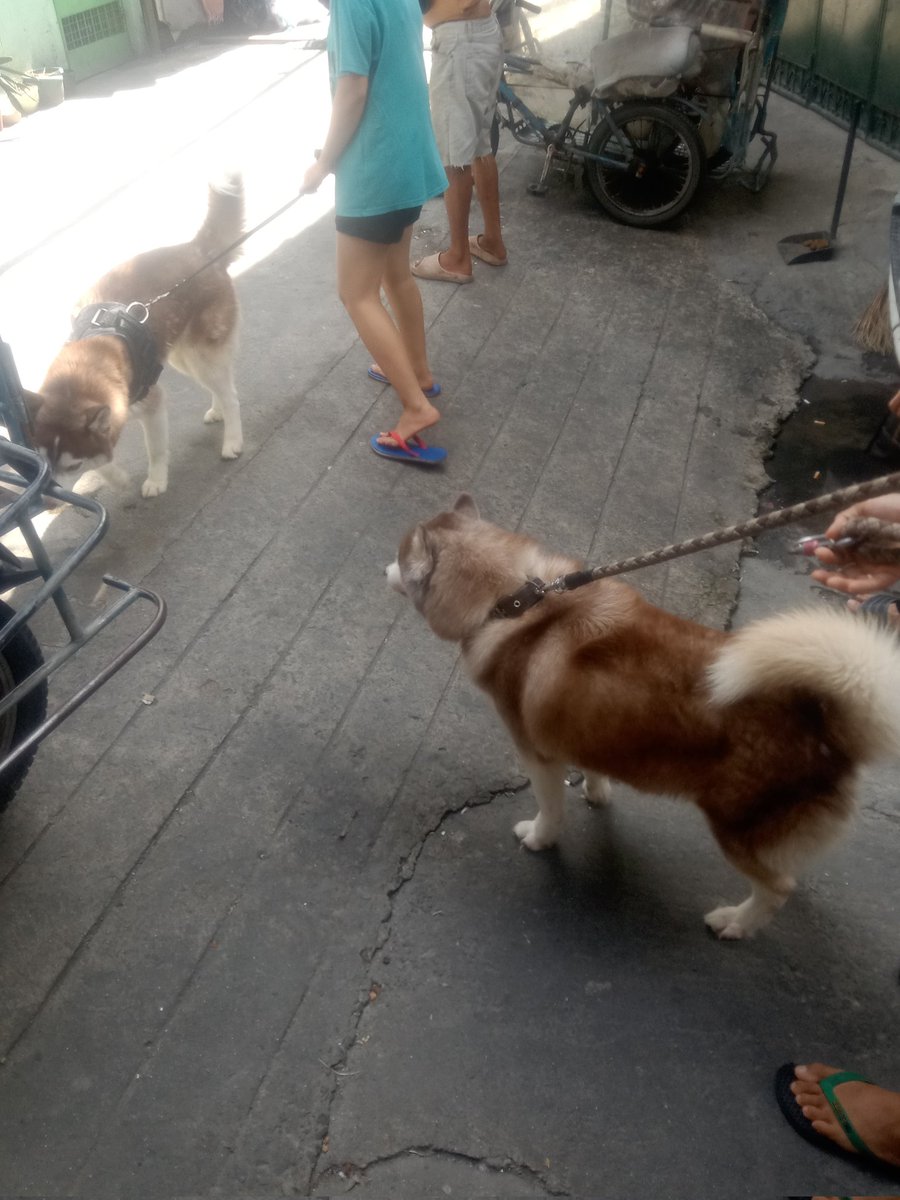 softysb's tweet image. may nakawalang husky tas samin binabalik 😭😭😭😭 buti dumating yung may-ari jahahahahahahh

ang baby pa inaaway ni siri 🥺🫳