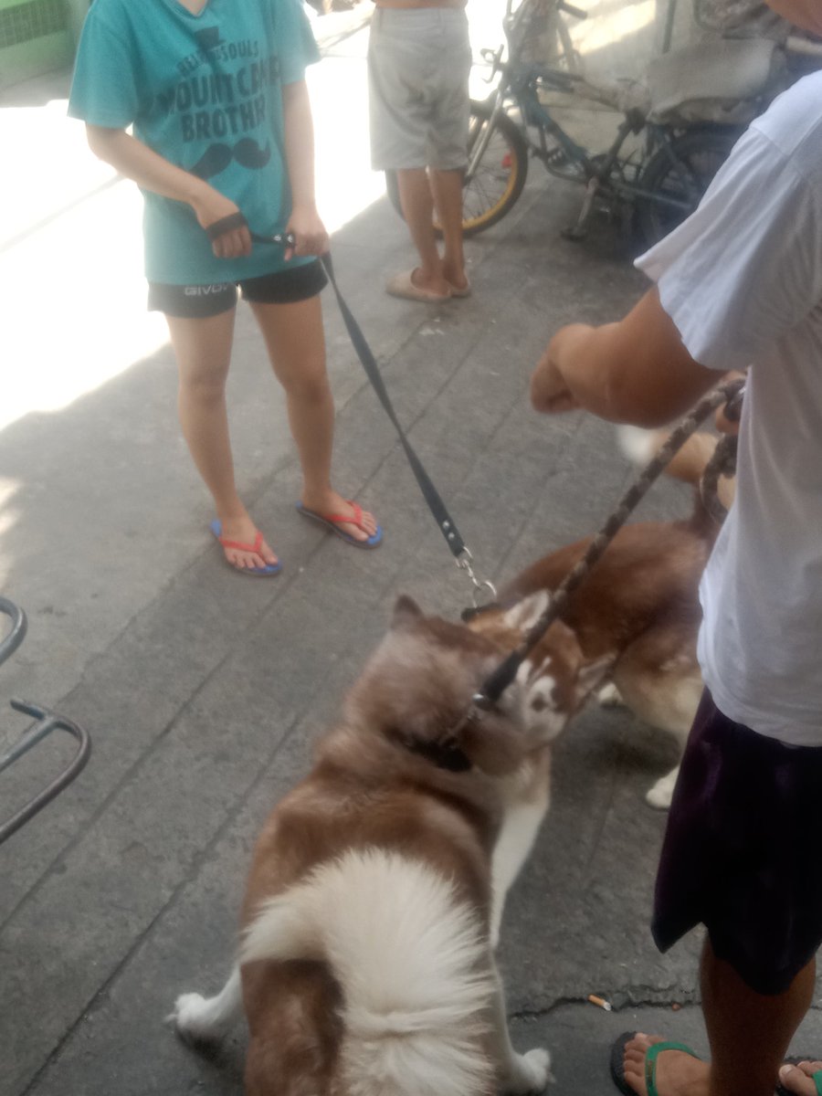 softysb's tweet image. may nakawalang husky tas samin binabalik 😭😭😭😭 buti dumating yung may-ari jahahahahahahh

ang baby pa inaaway ni siri 🥺🫳