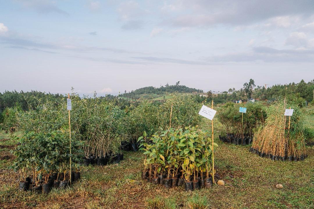 AbiyAhmedAli's tweet photo. “A nation that plants; a generation that sustains” 

I call upon all to continue being a part of this year’s #GreenLegacy. https://t.co/8aRB7JrseF
