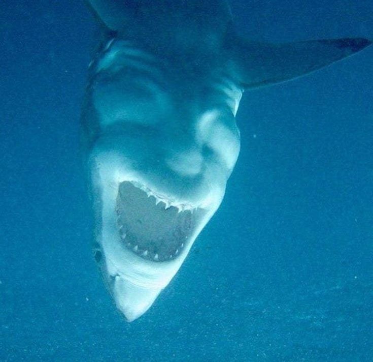 AMAZlNGNATURE's tweet photo. Upside down Great White sharks https://t.co/2uk0V99Zx3