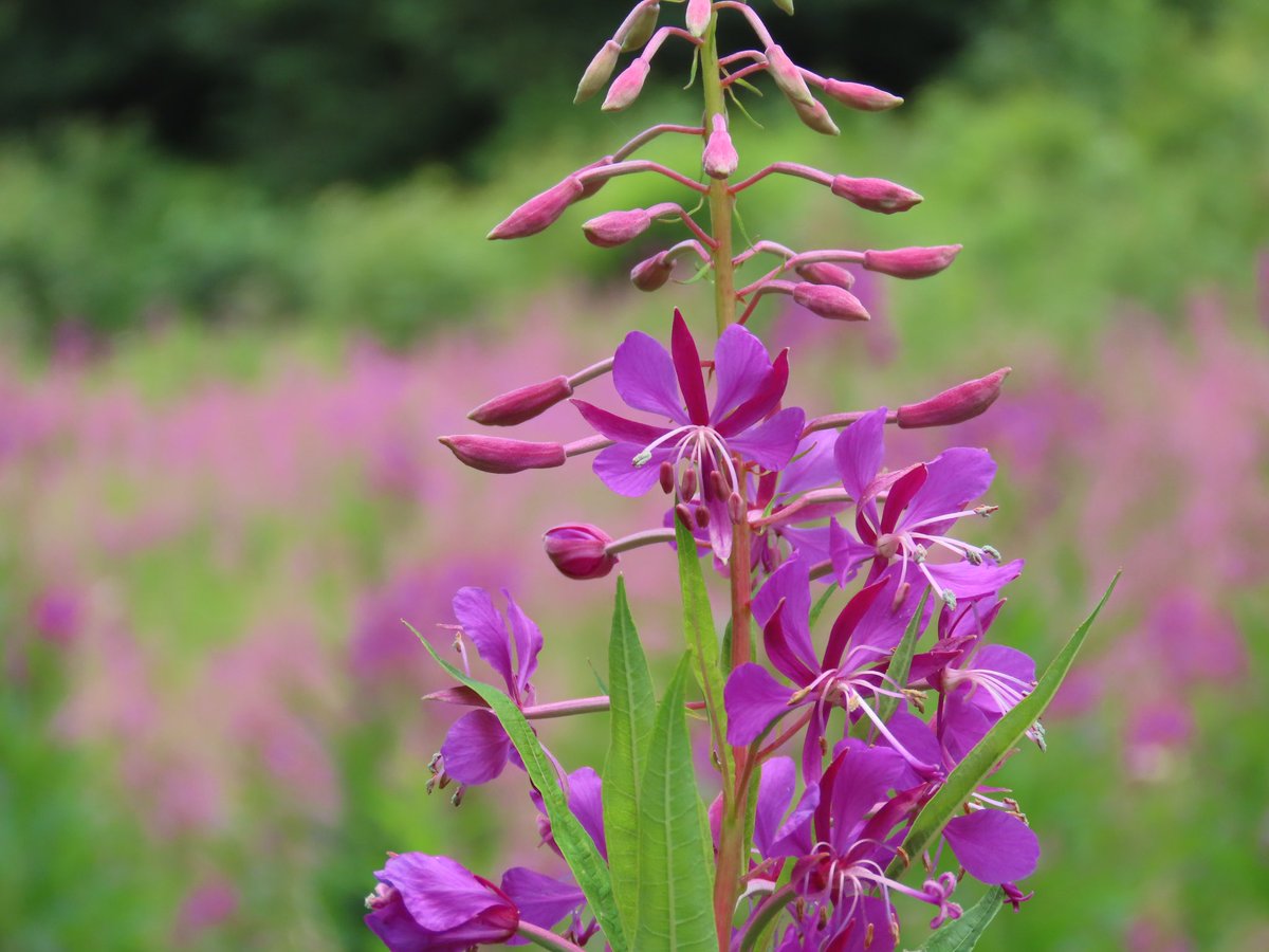 D M Wright (@mayfieldbirder) on Twitter photo Rosebay Willowherb in a clearing in an ancient High Weald wood near a medieval furnace. This is an alien that has spread almost explosively since WWI but probably earlier but I have no idea how long it has been here. The Flora notes it is very common <a href="/Sussex_Botany/">Sussex Botanical Recording Society</a> <a href="/BSBIbotany/">BSBI: Botanical Society of Britain & Ireland</a> Rosebay Willowherb in a clearing in an ancient High Weald wood near a medieval furnace. This is an alien that has spread almost explosively since WWI but probably earlier but I have no idea how long it has been here. The Flora notes it is very common <a href="/Sussex_Botany/">Sussex Botanical Recording Society</a> <a href="/BSBIbotany/">BSBI: Botanical Society of Britain & Ireland</a>