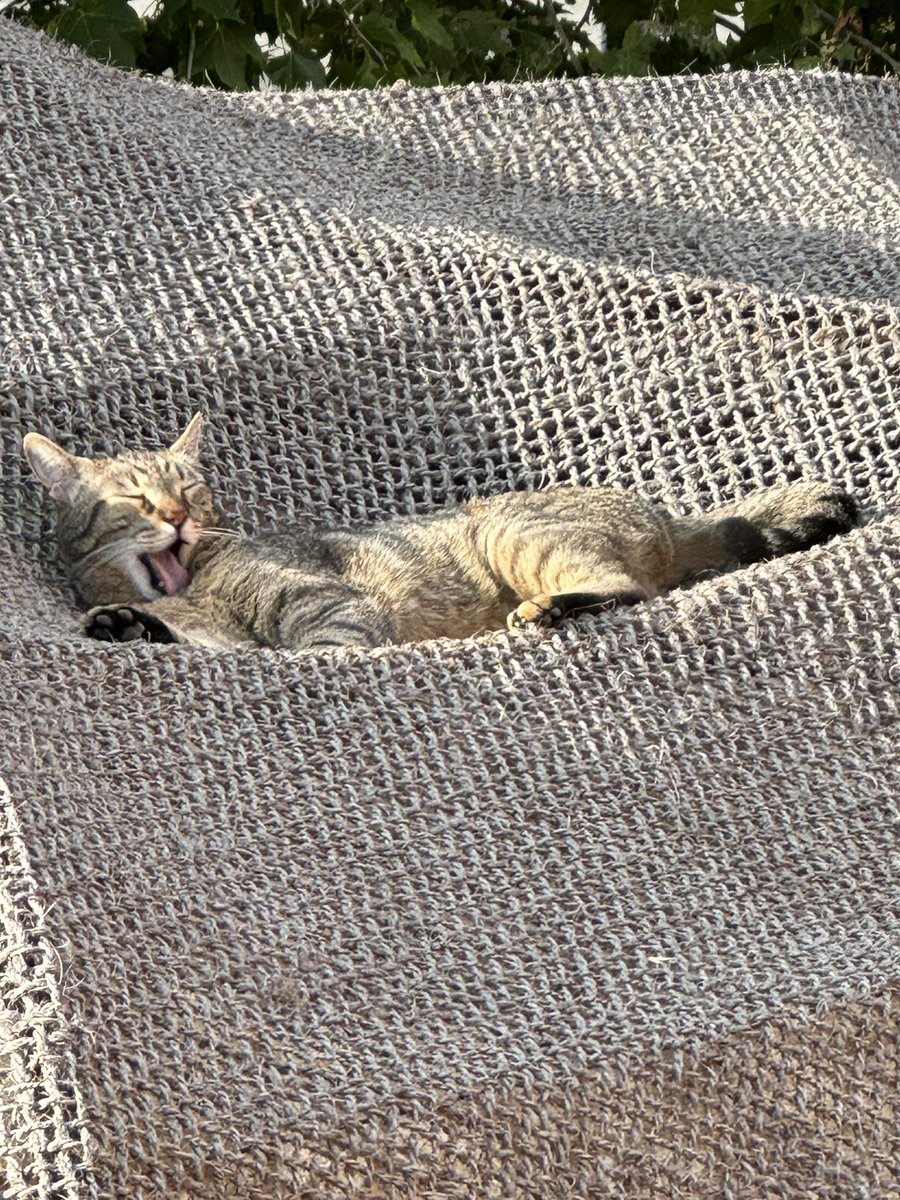 Lesp’titspoilus🐾 tweet media