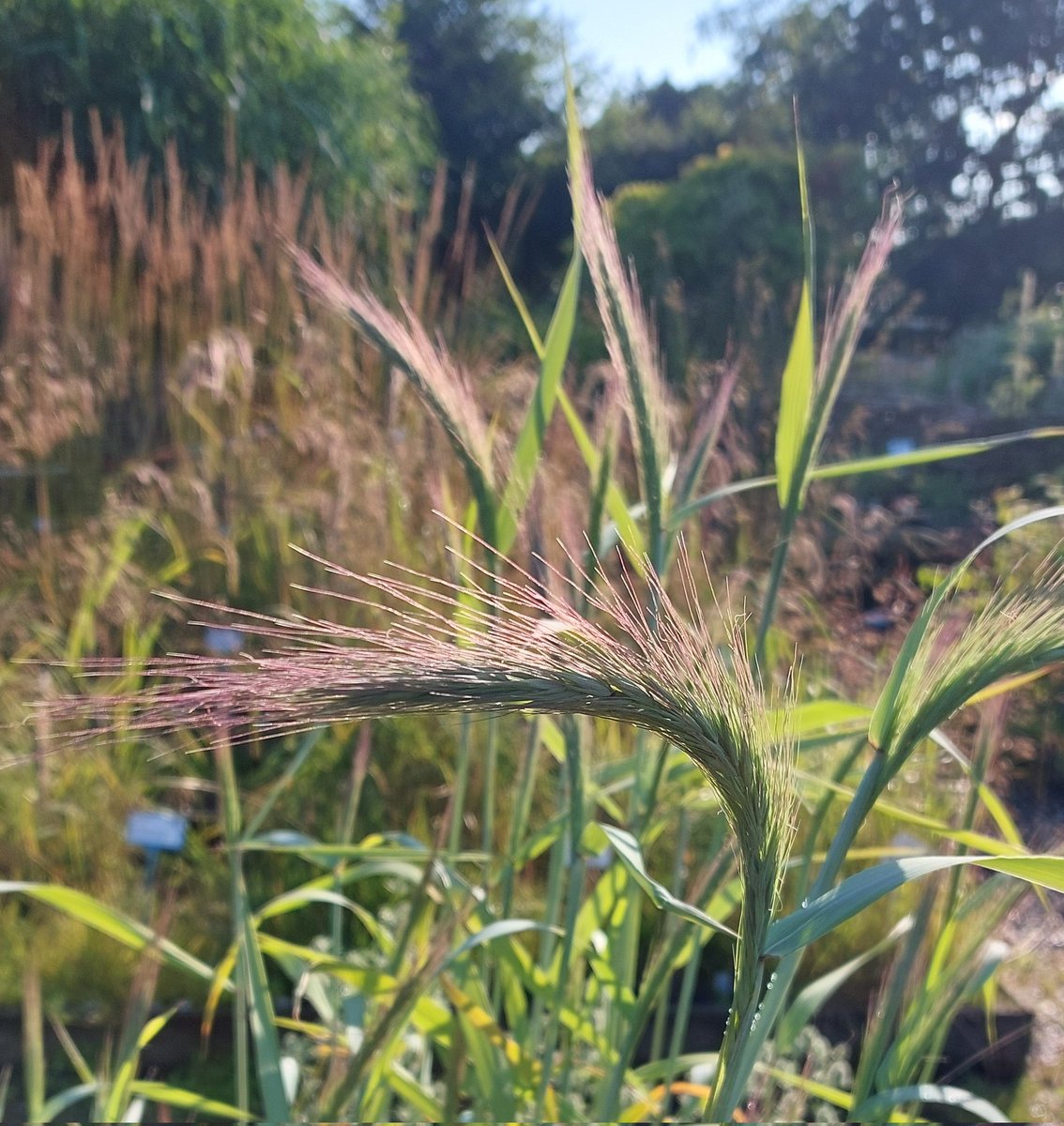 The joy of watering late in the evening - Elymus canadensis 'Icy Blue ' glowing last night. 

#elymus #elymuscanadensis #elymuscanadensisicyblue #wildrye #ornamentalgrasses #grasses #peatfree #mailorderplants #plantsforsale