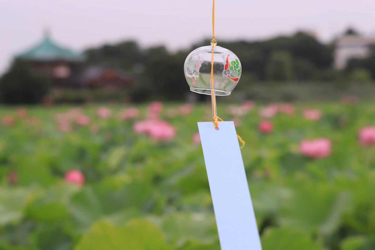 ahanablog's tweet photo. 上野不忍池を歩いて～【蓮の花と風鈴】写真散歩～2024年7月 https://t.co/tFSLjnjmMo via @YouTube 
＃上野不忍池　＃蓮の花　＃風鈴　＃写真散歩
＃花植物 https://t.co/ArrRbR79hR