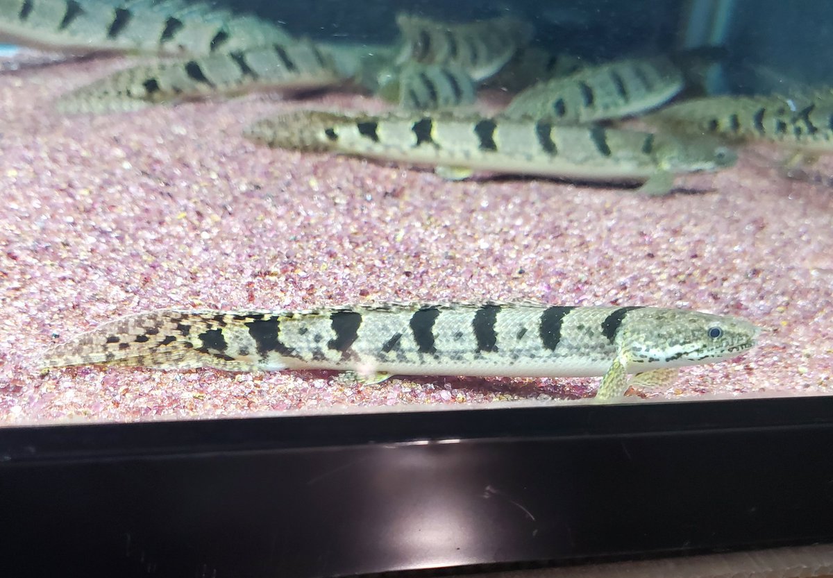 Po_Delhezi's tweet image. ワイルドチビ日々観察してるが、やはりブリードと同じくバンドの変化は起きてくる気がする🤔
特に今年迎えた個体でもこの２匹のバンドの1本目の濃さは凄いと思う😲
#Polypterus
#bichir
#delhezi
#デルヘジ
#デルヘッジ
#ワイルドデルヘッジ