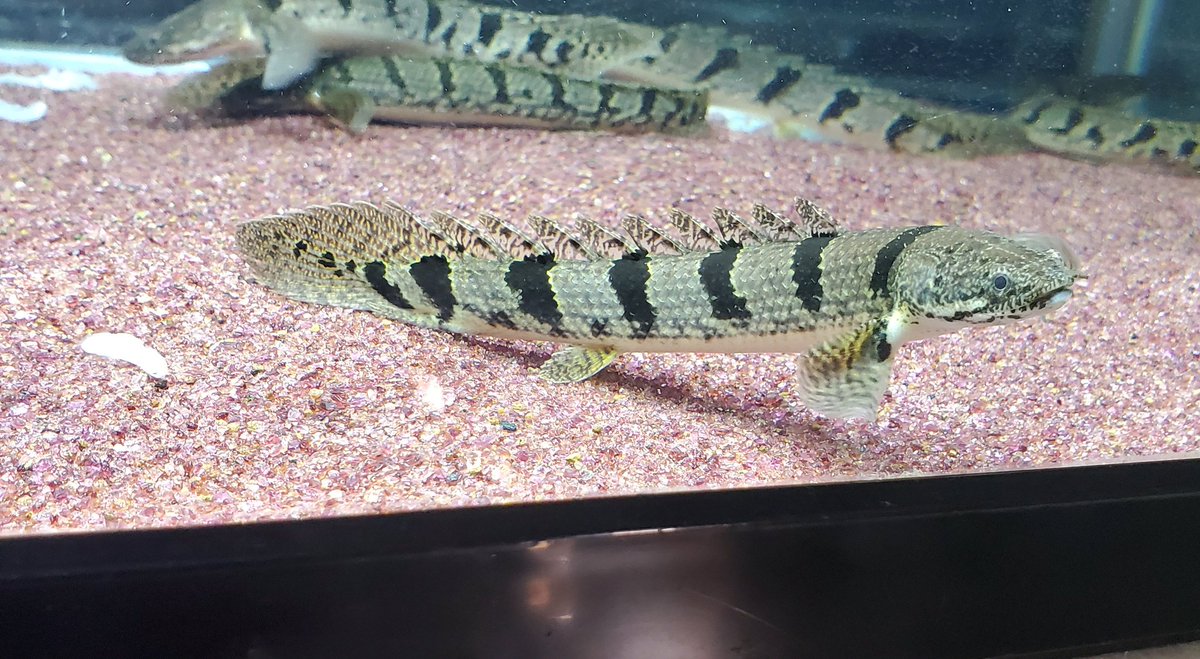 Po_Delhezi's tweet image. ワイルドチビ日々観察してるが、やはりブリードと同じくバンドの変化は起きてくる気がする🤔
特に今年迎えた個体でもこの２匹のバンドの1本目の濃さは凄いと思う😲
#Polypterus
#bichir
#delhezi
#デルヘジ
#デルヘッジ
#ワイルドデルヘッジ