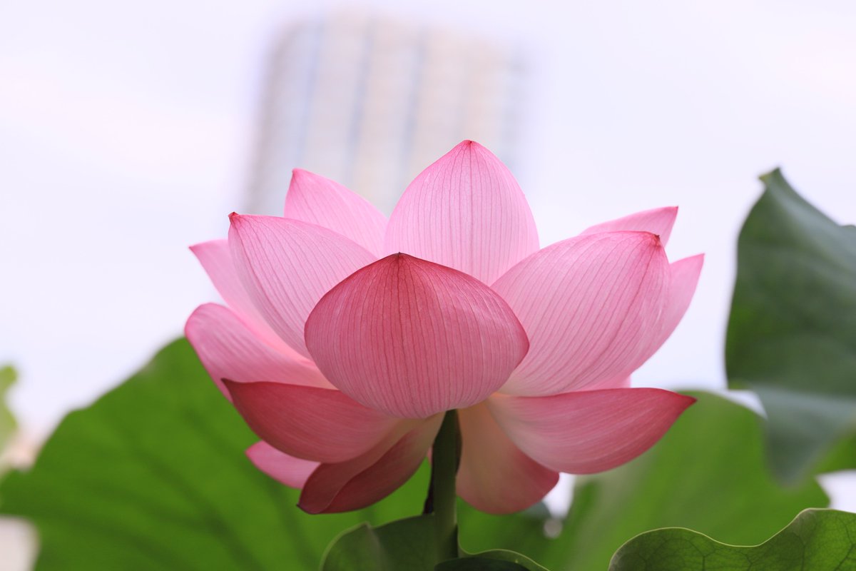 ahanablog's tweet photo. 上野不忍池を歩いて～【蓮の花と風鈴】写真散歩～2024年7月 https://t.co/tFSLjnjmMo via @YouTube 
＃上野不忍池　＃蓮の花　＃風鈴　＃写真散歩
＃花植物 https://t.co/ArrRbR79hR