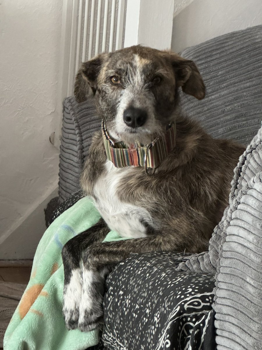 ILoveDodgerDog tweet media