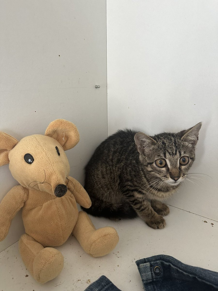 Тернопіль!Тільки в добрі ручки віддається ця полосата красунечка з рижим носиком
Знайомтесь💖Мелінда💖 і братик Лукас кошенята  які  народилось на вулиці, але зараз знаходиться на перетримці в котоготелі 
Вік 3 ,5місяці
 Оброблені від паразитів☝🏻
 Лоточок освоїли☝🏻
Репост !!!!