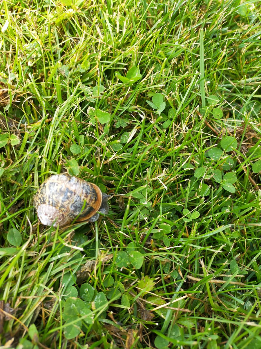 Clariss96192813's tweet photo. @DMiller52325459 One snail #snail #snailspace https://t.co/ssBZ8AY7u5