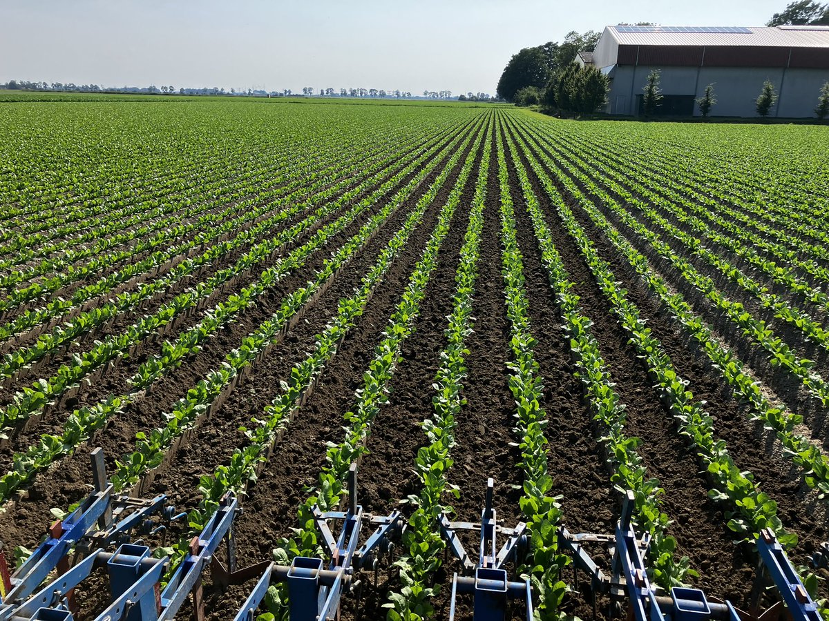 In de categorie mooie klusjes, eindelijk de witlof kunnen schoffelen na al die regen.
