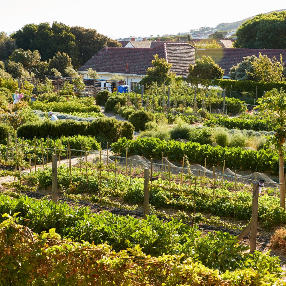 The Real Soil Company tweet media