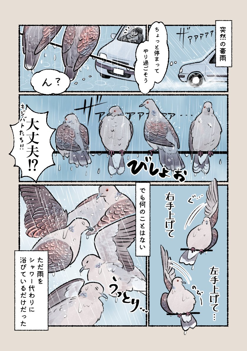 意外と知らない鳥の生活 
「キジバトの水浴び」
 雨を物ともせず気持ちよさそうに浴びます。 