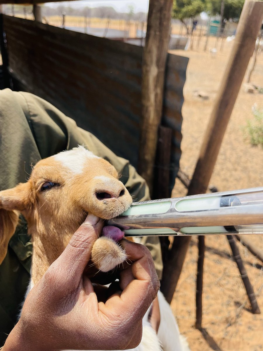 Serurubele Boergoats Botswana tweet media