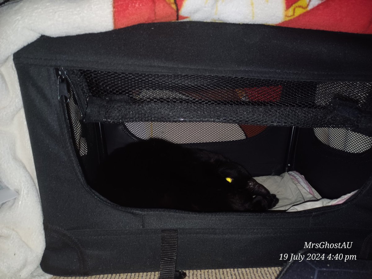 ItsGhostyX0's tweet image. Who's your streaming partner?

Mine is mouse aka meow 

#streamerpets #kitty