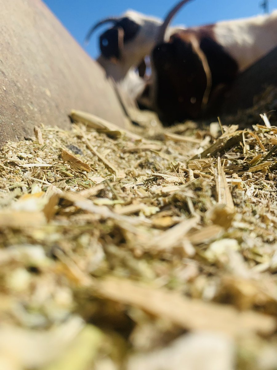 Feeding animals during this period is not an option. Stay away from anything written drought feed and choose feed with a good balance of carbs and proteins. 

Have vitamin packs at the farm &amp; add one to water over 3-5 days every month . 

DCP salt mix must be available at libitum