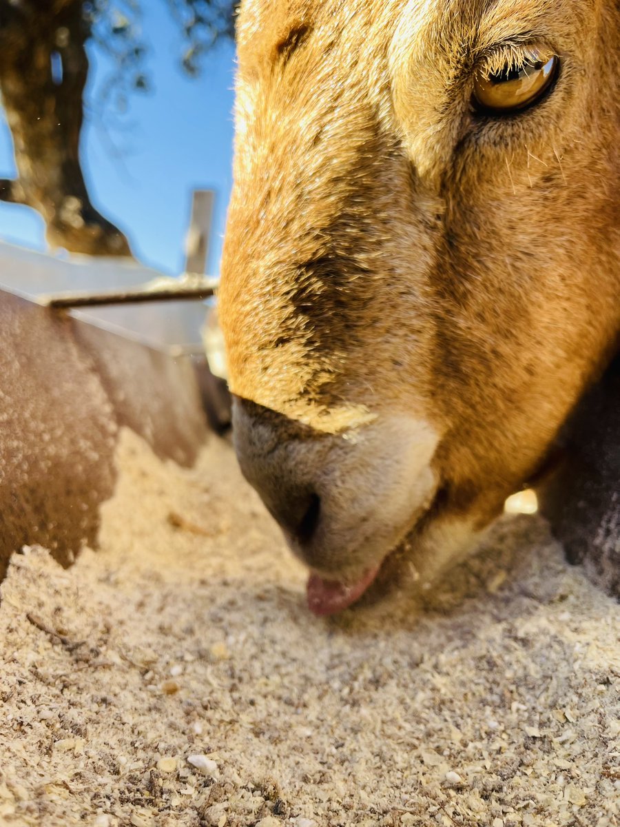 Serurubele Boergoats Botswana tweet media