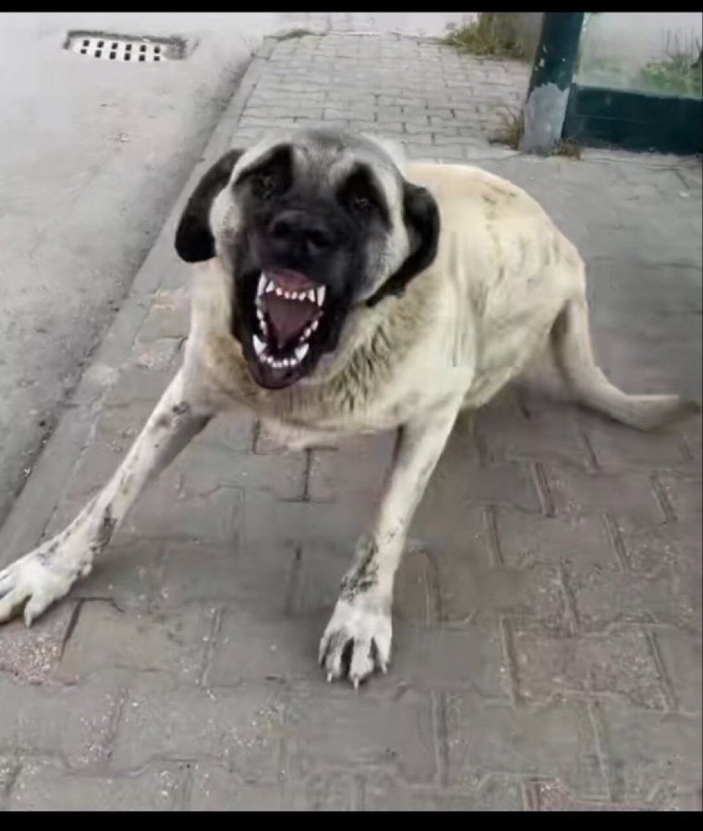 Kadirdal70's tweet photo. @tanjuozcanchp @RTErdogan Anadoluda bize layık görülen bu , süs köpeklerini, uysal köpekleri gösterip manipülasyon yapmak vicdani mi? https://t.co/wbuo8N0AZt
