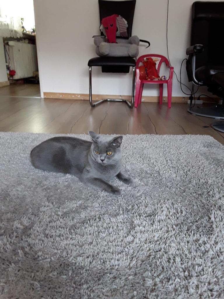 Orakos1's tweet photo. @yen_dere Here's the cat tax, it ain't mine,  no clue who's it it , but it was taken with my phone xD https://t.co/J8QMuhOTdZ